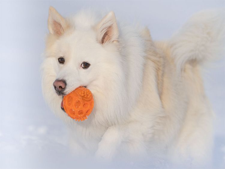 Produktbild: CALVENDO Puzzle Islandhund im Schnee | 1000 Teile Lege-Gr&ouml;&szlig;e 64 &times; 48 cm Foto-Puzzle f&uuml;r gl&uuml;ckliche Stunden