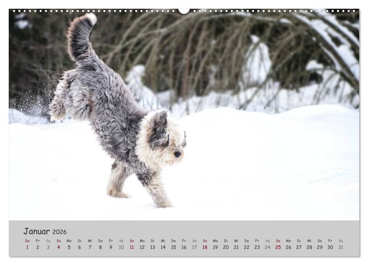Produktbild: Ein Bobtail namens Miles (Wandkalender 2026 DIN A2 quer), CALVENDO Monatskalender