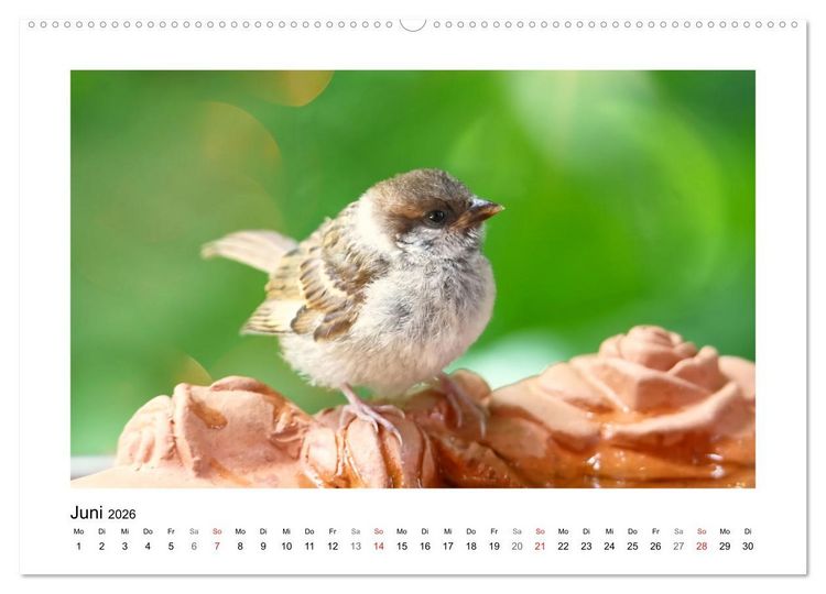 Produktbild: Gefiederte Garteng&auml;ste, Spatzenleben (hochwertiger Premium Wandkalender 2026 DIN A2 quer), Kunstdruck in Hochglanz