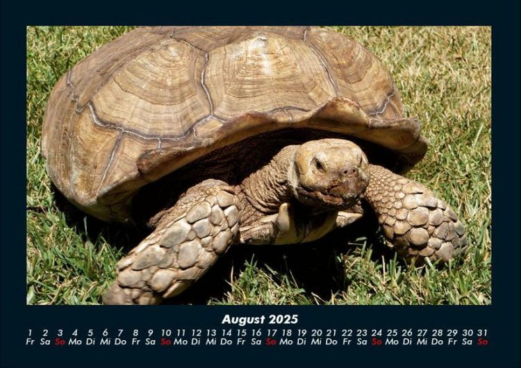 Produktbild: Schildkr&ouml;tenzauber 2025 Fotokalender DIN A4