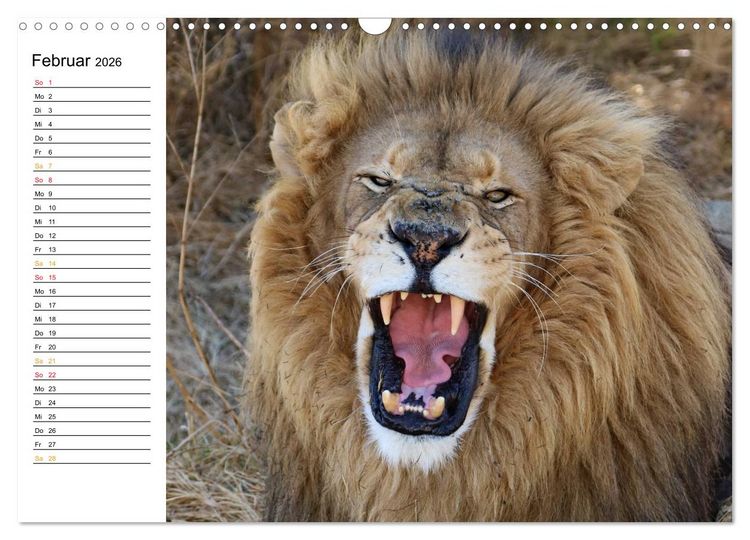 Produktbild: LION KING SELFIES L&ouml;wen hautnah (Wandkalender 2026 DIN A3 quer), CALVENDO Monatskalender