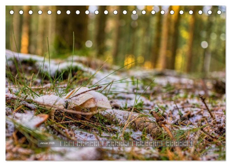 Produktbild: Vielfalt am Waldboden (Tischkalender 2026 DIN A5 quer), CALVENDO Monatskalender