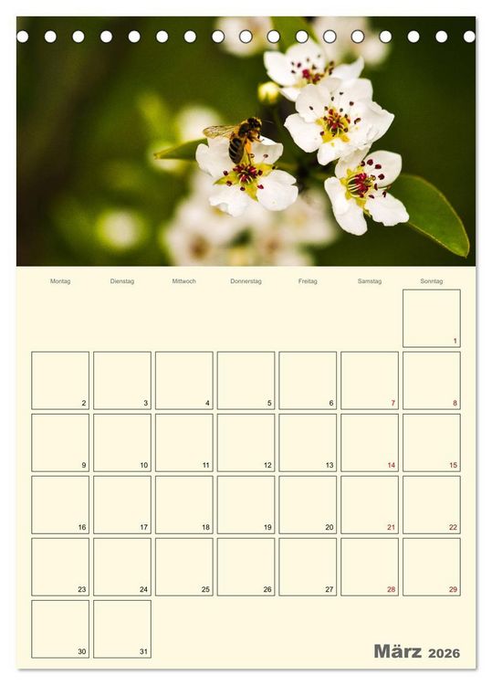 Produktbild: Bienen im Naturgarten (Tischkalender 2026 DIN A5 hoch), CALVENDO Monatskalender