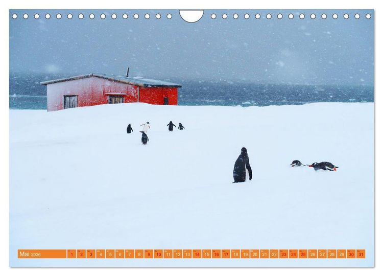 Produktbild: Arktis und Antarktis - Eisig durch das Jahr (Wandkalender 2026 DIN A4 quer), CALVENDO Monatskalender