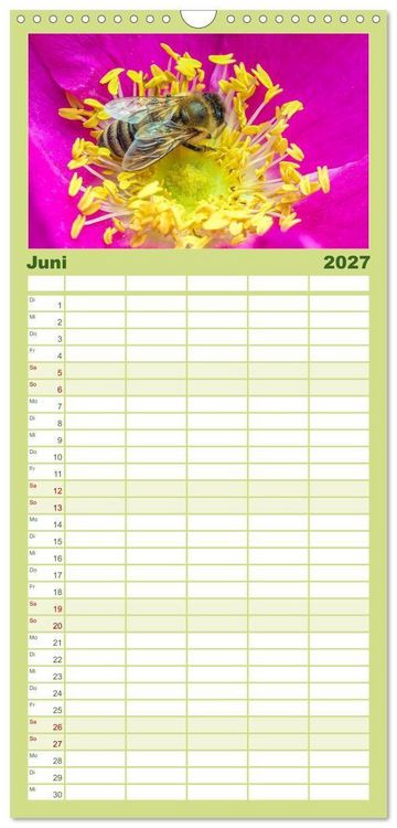 Produktbild: Familienplaner 2027 - INSEKTEN - Makrofotografie in freier Natur mit 5 Spalten (Wandkalender, 21 x 45 cm) CALVENDO