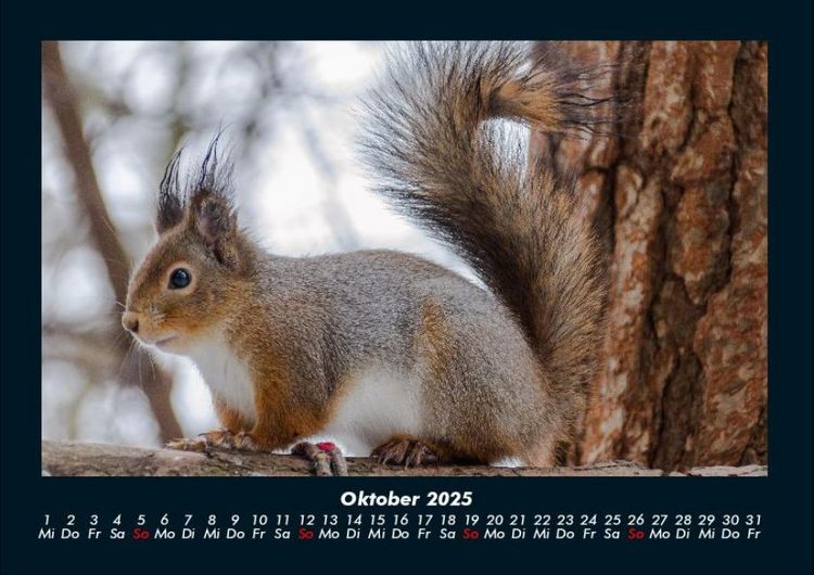 Produktbild: Tierkalender 2025 Fotokalender DIN A4