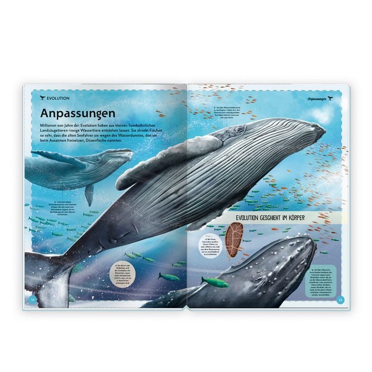 Produktbild: Tr&ouml;tsch Kinderbuch Das gro&szlig;artige Buch der Wale| Ab 8 Jahren