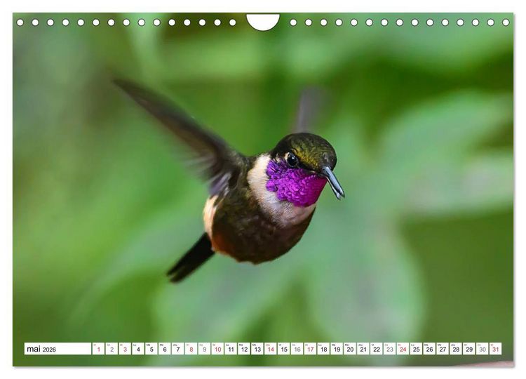 Produktbild: Colibris - pierres pr&eacute;cieuses volantes (Calendrier mural 2026 DIN A4 vertical), CALVENDO calendrier mensuel