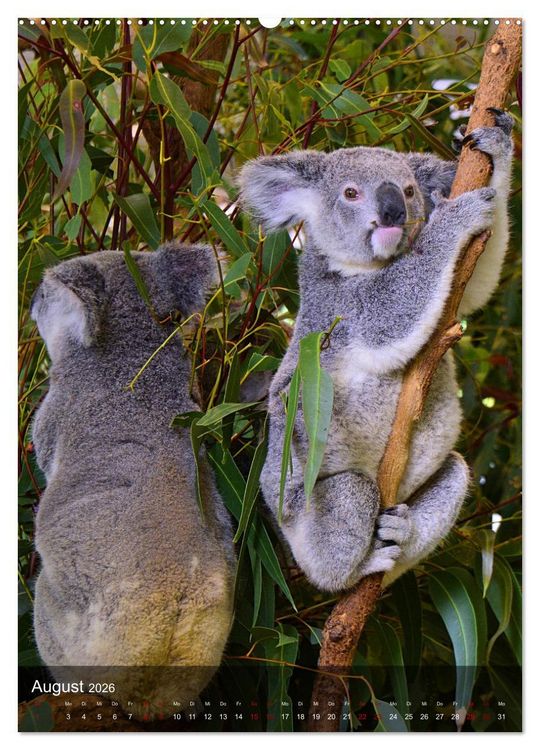 Produktbild: Koalas auf den Pelz ger&uuml;ckt (hochwertiger Premium Wandkalender 2026 DIN A2 hoch), Kunstdruck in Hochglanz