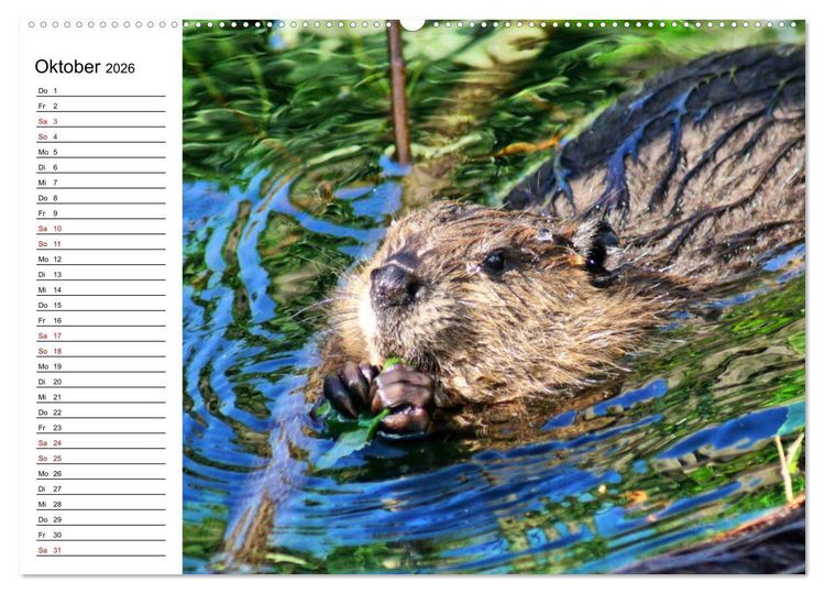 Produktbild: Das Familienleben der Biber (hochwertiger Premium Wandkalender 2026 DIN A2 quer), Kunstdruck in Hochglanz
