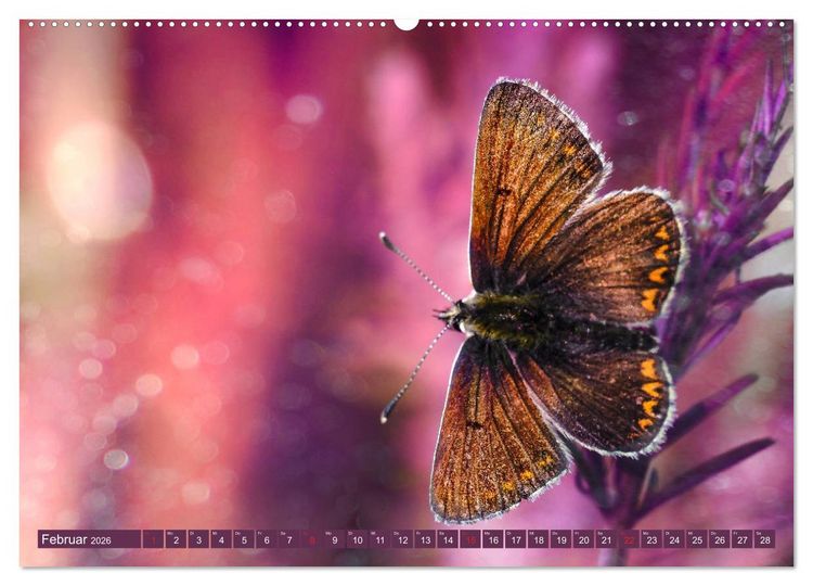 Produktbild: Schmetterlinge im Fokus (hochwertiger Premium Wandkalender 2026 DIN A2 quer), Kunstdruck in Hochglanz