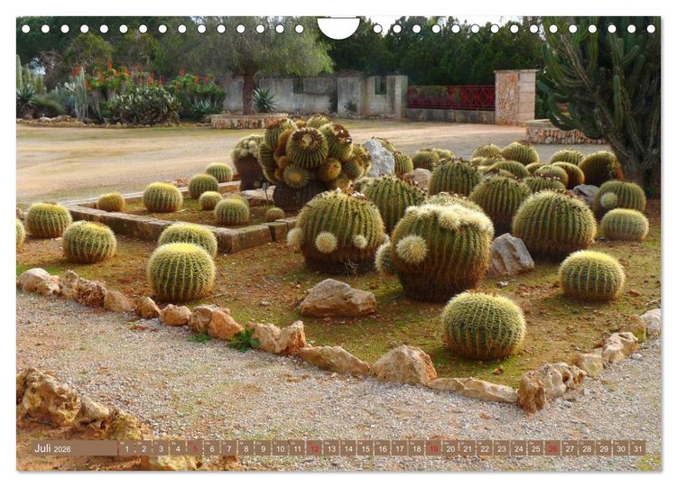 Produktbild: BOTANICACTUS Mallorcas Kakteengarten (Wandkalender 2026 DIN A4 quer), CALVENDO Monatskalender