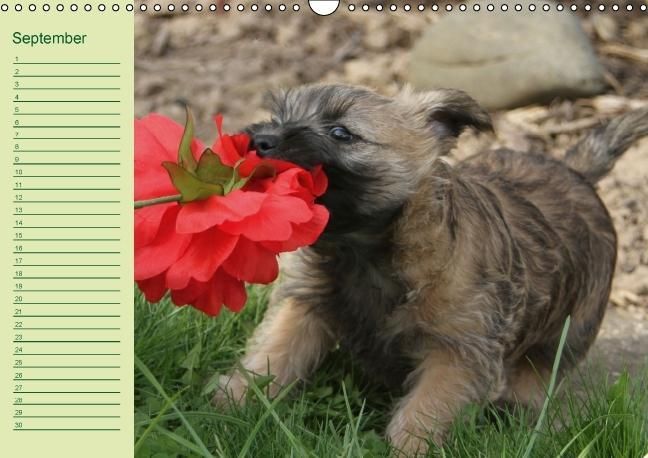 Produktbild: Puppies Birthday Calendar / UK-Version (Wall Calendar perpetual DIN A3 Landscape)