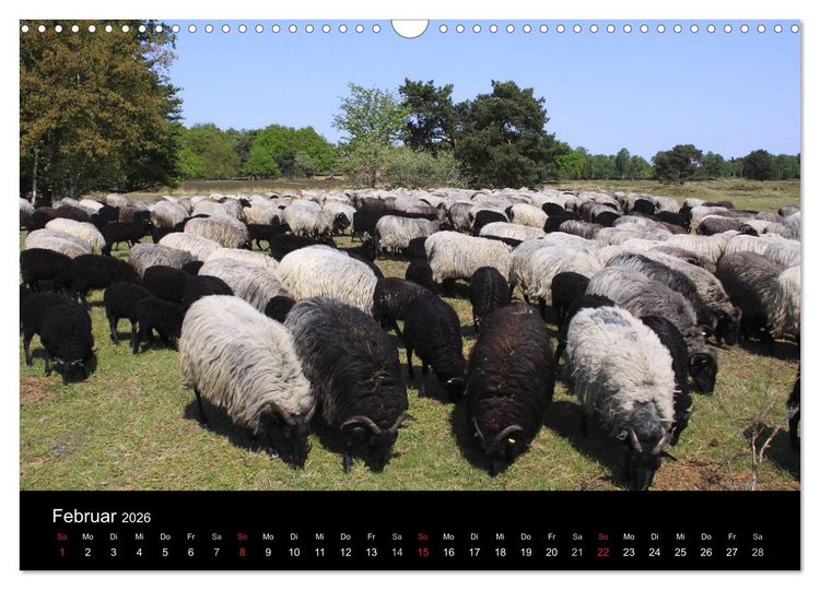 Produktbild: L&uuml;neburg und die L&uuml;neburger Heide (Wandkalender 2026 DIN A3 quer), CALVENDO Monatskalender