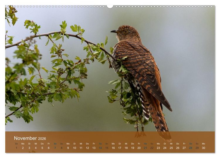 Produktbild: Kuckuck,Kuckuck,rufts aus dem Wald (Wandkalender 2026 DIN A2 quer), CALVENDO Monatskalender