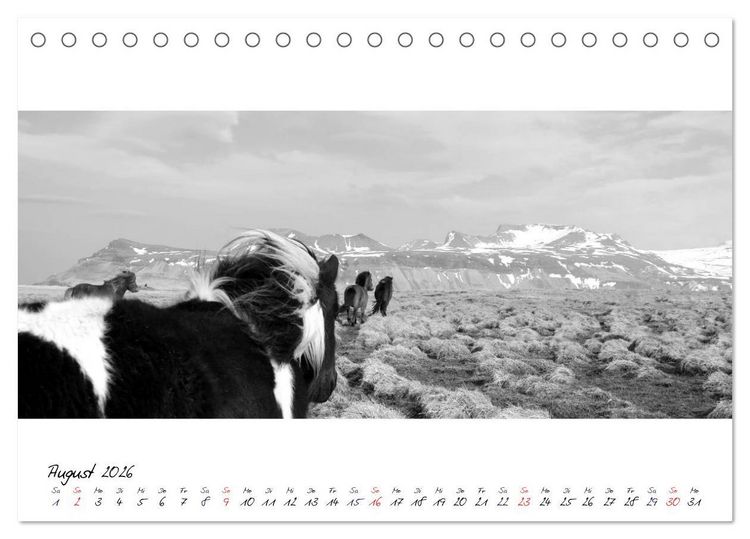 Produktbild: Islandpferde von Brimilsvellir (Tischkalender 2026 DIN A5 quer), CALVENDO Monatskalender