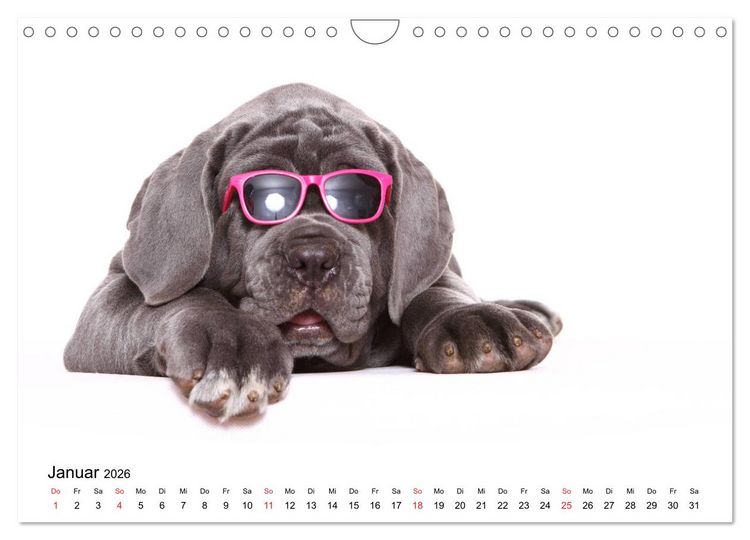 Produktbild: Funny Dogs (Wandkalender 2026 DIN A4 quer), CALVENDO Monatskalender