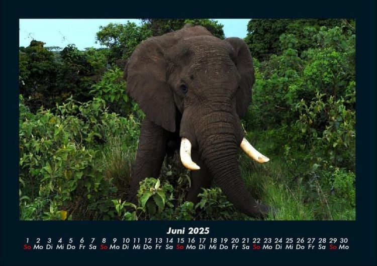 Produktbild: Elefanten - Die sanften Riesen Afrikas 2025 Fotokalender DIN A4
