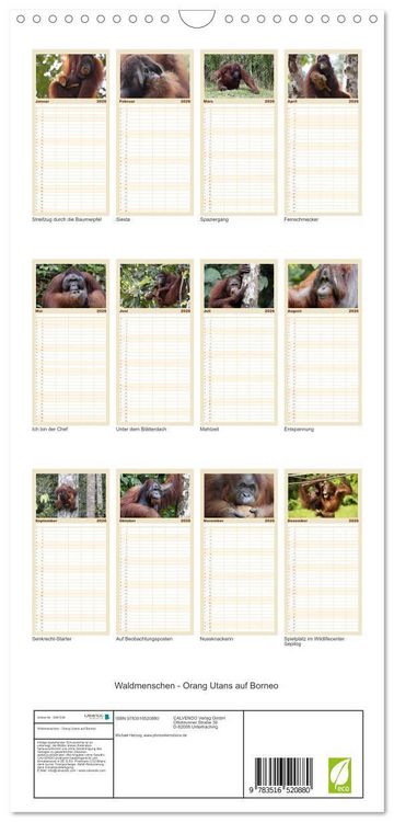 Produktbild: Familienplaner 2026 - Waldmenschen - Orang Utans auf Borneo mit 5 Spalten (Wandkalender, 21 x 45 cm) CALVENDO