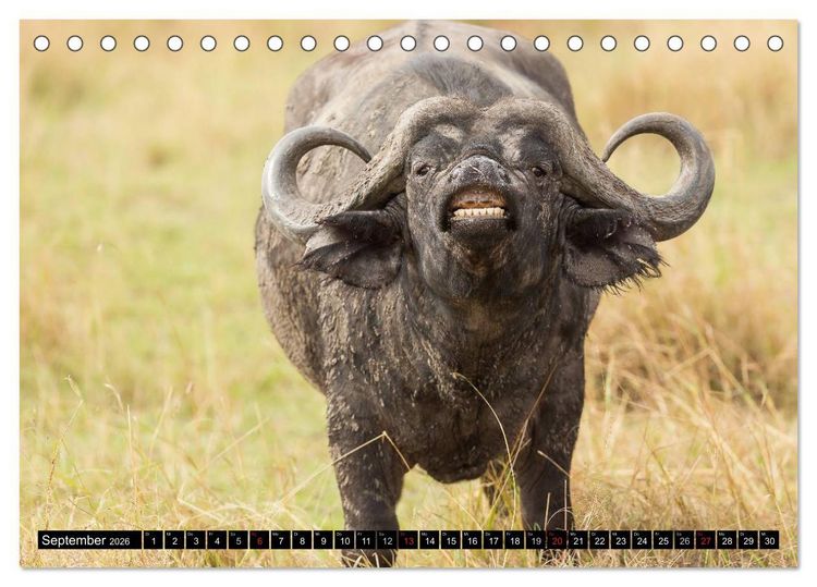 Produktbild: Masai Mara 2026 (Tischkalender 2026 DIN A5 quer), CALVENDO Monatskalender