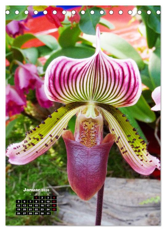 Produktbild: Kleine Orchideensch&auml;tze (Tischkalender 2026 DIN A5 hoch), CALVENDO Monatskalender