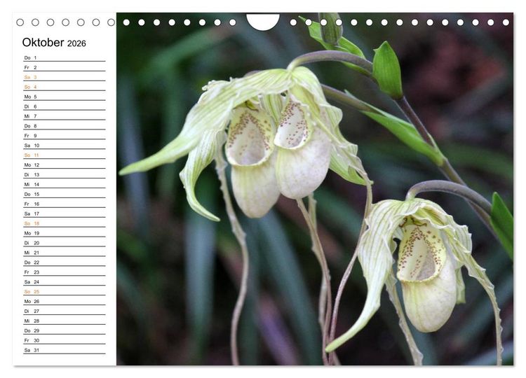 Produktbild: Prachtvolle Orchideen (Wandkalender 2026 DIN A4 quer), CALVENDO Monatskalender