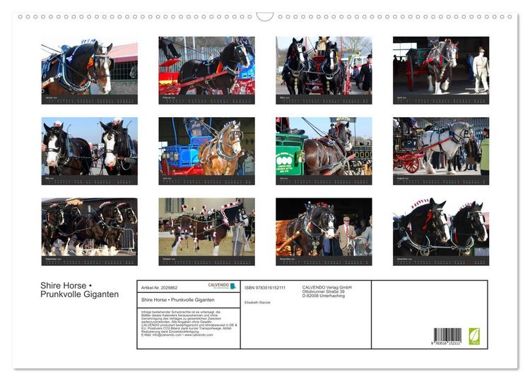 Produktbild: Shire Horse &bull; Prunkvolle Giganten (Wandkalender 2026 DIN A2 quer), CALVENDO Monatskalender
