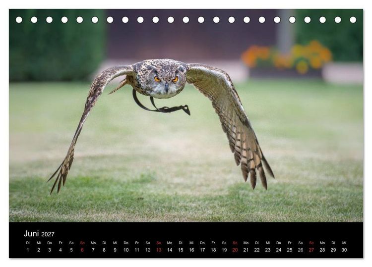 Produktbild: Sch&ouml;nheiten der L&uuml;fte - Greifv&ouml;gel (Tischkalender 2027 DIN A5 quer), CALVENDO Monatskalender