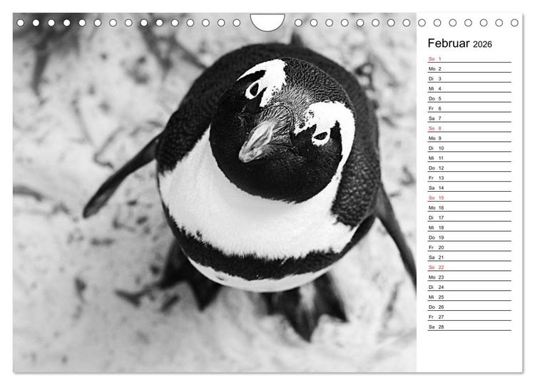 Produktbild: Pinguinliebe (Wandkalender 2026 DIN A4 quer), CALVENDO Monatskalender