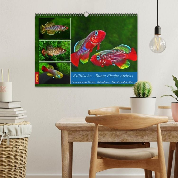Produktbild: Killifische &ndash; Bunte Fische Afrikas (Wandkalender 2026 DIN A3 quer), CALVENDO Monatskalender