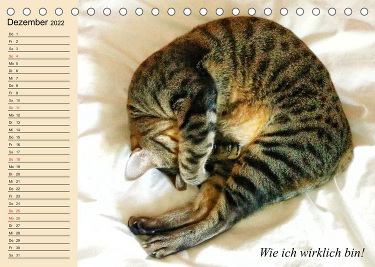 Produktbild: Unsere Katzen. Wie sie wirklich sind! (Tischkalender 2022 DIN A5 quer)