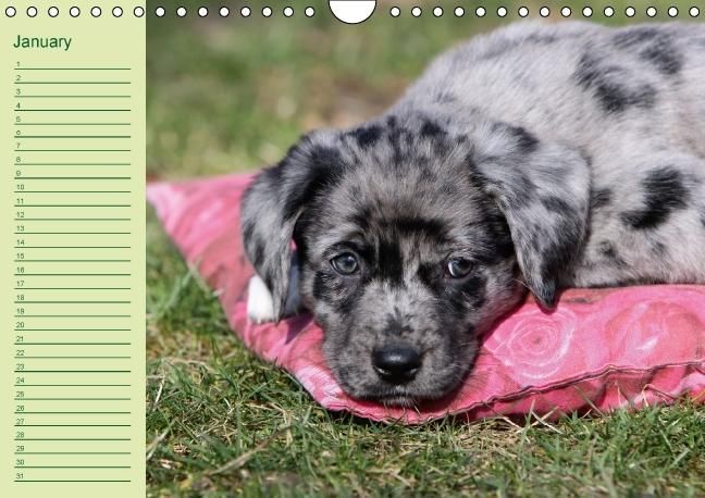 Produktbild: Puppies Birthday Calendar / UK-Version (Wall Calendar perpetual DIN A4 Landscape)