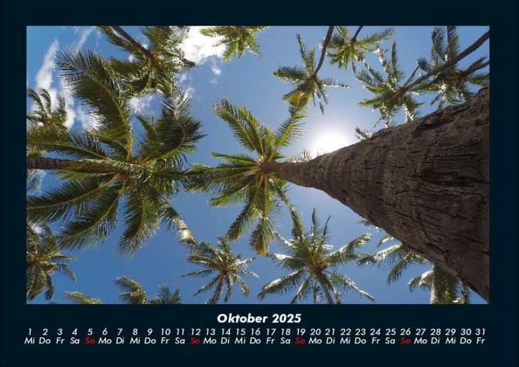 Produktbild: Palmen 2025 Fotokalender DIN A4