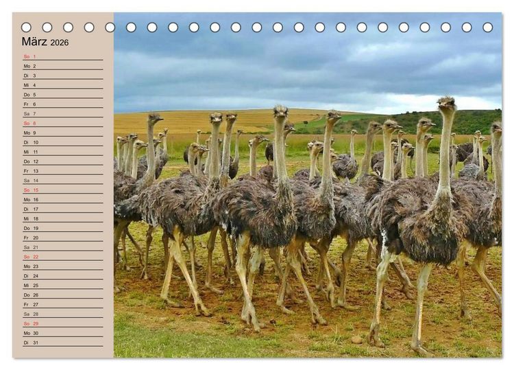 Produktbild: Vogel Strau&szlig;. Imposanter Riese und L&auml;ufer (Tischkalender 2026 DIN A5 quer), CALVENDO Monatskalender