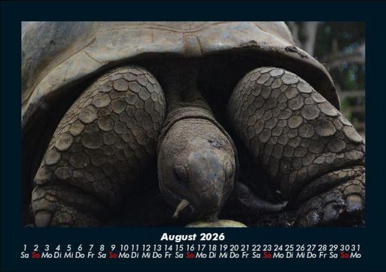 Produktbild: Schildkr&ouml;tenzauber 2026 Fotokalender DIN A5