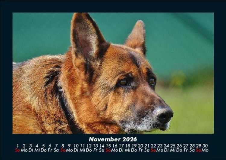 Produktbild: Tierkalender 2026 Fotokalender DIN A5