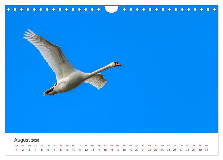 Produktbild: Schw&auml;ne - Prachtvolle Federkleider. (Wandkalender 2026 DIN A4 quer), CALVENDO Monatskalender
