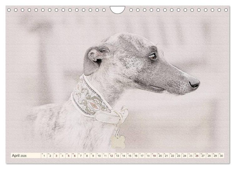 Produktbild: Whippet 2026 (Wandkalender 2026 DIN A4 quer), CALVENDO Monatskalender