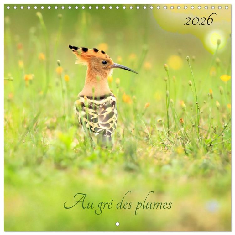Produktbild: Au gr&eacute; des plumes (Calendrier mural carr&eacute; 2026 30x30 cm) Calendrier double avec une page pour vos prises de notes