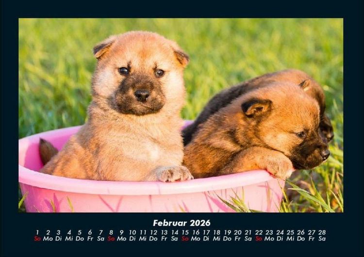 Produktbild: Welpen 2026 Fotokalender DIN A4