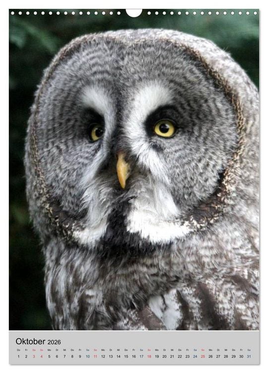 Produktbild: Raubv&ouml;gel - Die J&auml;ger der L&uuml;fte (Wandkalender 2026 DIN A3 hoch), CALVENDO Monatskalender