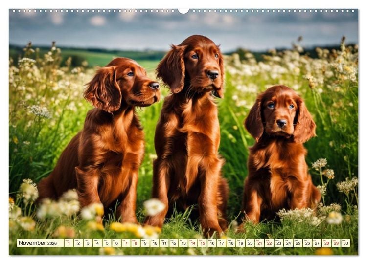 Produktbild: Irish Setter - pure grace (High Quality Premium Wall Calendar 2026 DIN A2 landscape),CALVENDO 12 Month Wall Calendar