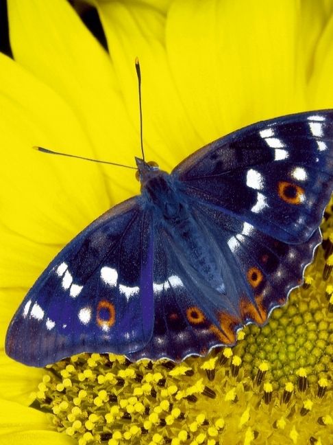 Produktbild: CALVENDO Puzzle Kleiner Schillerfalter auf Sonnenblume | 1000 Teile Lege-Gr&ouml;&szlig;e 64x48cm Foto-Puzzle f&uuml;r gl&uuml;ckliche Stunden