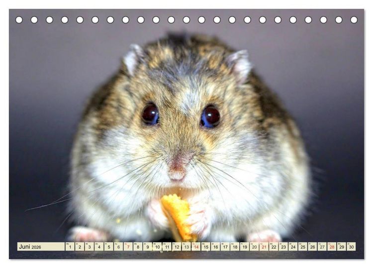 Produktbild: Nagetiere. Hamster, Kaninchen und Co. (Tischkalender 2026 DIN A5 quer), CALVENDO Monatskalender