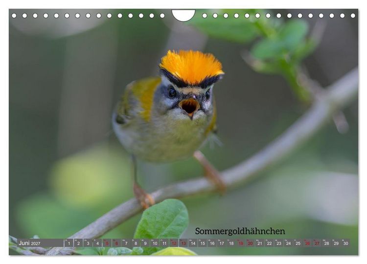 Produktbild: Vogelfotografie aus dem Norden (Wandkalender 2027 DIN A4 quer), CALVENDO Monatskalender