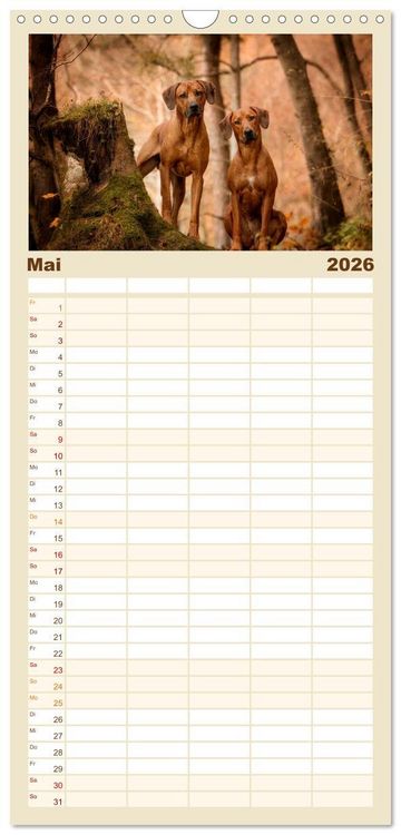 Produktbild: Familienplaner 2026 - Rhodesian Ridgeback - Herzen auf vier Pfoten mit 5 Spalten (Wandkalender, 21 x 45 cm) CALVENDO