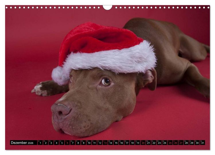 Produktbild: Pit Bull und Co. - Geliebt, gef&uuml;rchtet, missverstanden (Wandkalender 2026 DIN A3 quer), CALVENDO Monatskalender