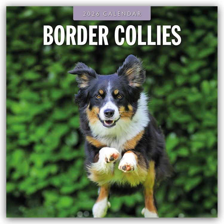 Produktbild: Border Collies – Border Collie 2026 – 16-Monatskalender
