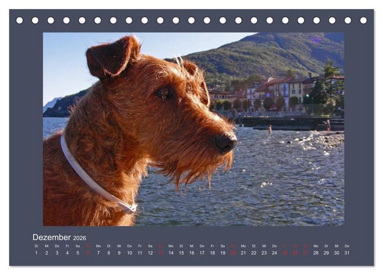 Produktbild: Kelly, der Irish Terrier - innen und au&szlig;en aus Gold (Tischkalender 2026 DIN A5 quer), CALVENDO Monatskalender