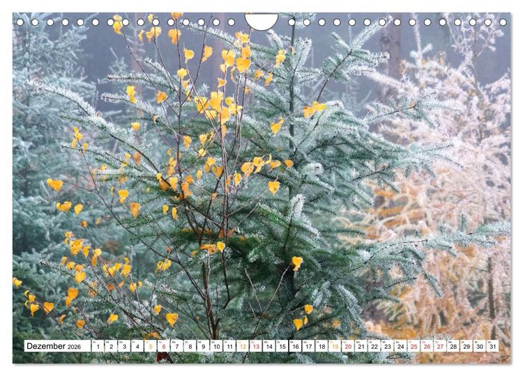 Produktbild: 12 Monate Natur (Wandkalender 2026 DIN A4 quer), CALVENDO Monatskalender